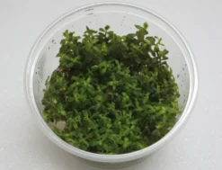 XL In-Vitro Rotala Sp. "Yao-Yai"