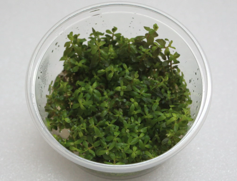 XL In-Vitro Rotala Sp. "Yao-Yai" 3 XL In-Vitro Rotala Sp. "Yao-Yai"