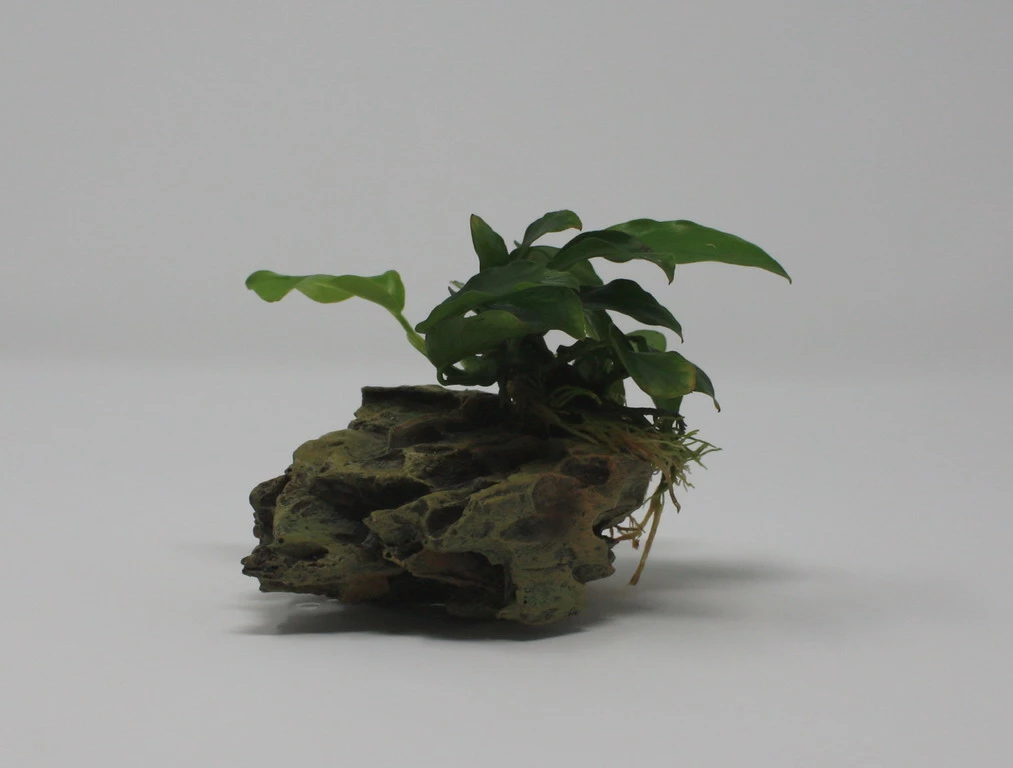 Drachenstein Gr. S Mit Zwergspeerblatt / Anubias Bart. Var. Nana Auf Künstlichem Comb Stone 3 Drachenstein Gr. S Mit Zwergspeerblatt / Anubias Bart. Var. Nana Auf Künstlichem Comb Stone