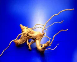 Moorwurzel/Moorkienholz, Gr. M Traumwurzel 30-40cm 8 Moorwurzel/Moorkienholz, Gr. M Traumwurzel 30-40cm -Hobby || DENNERLE || Flamingo Verkäufe 4080075AD 1 4