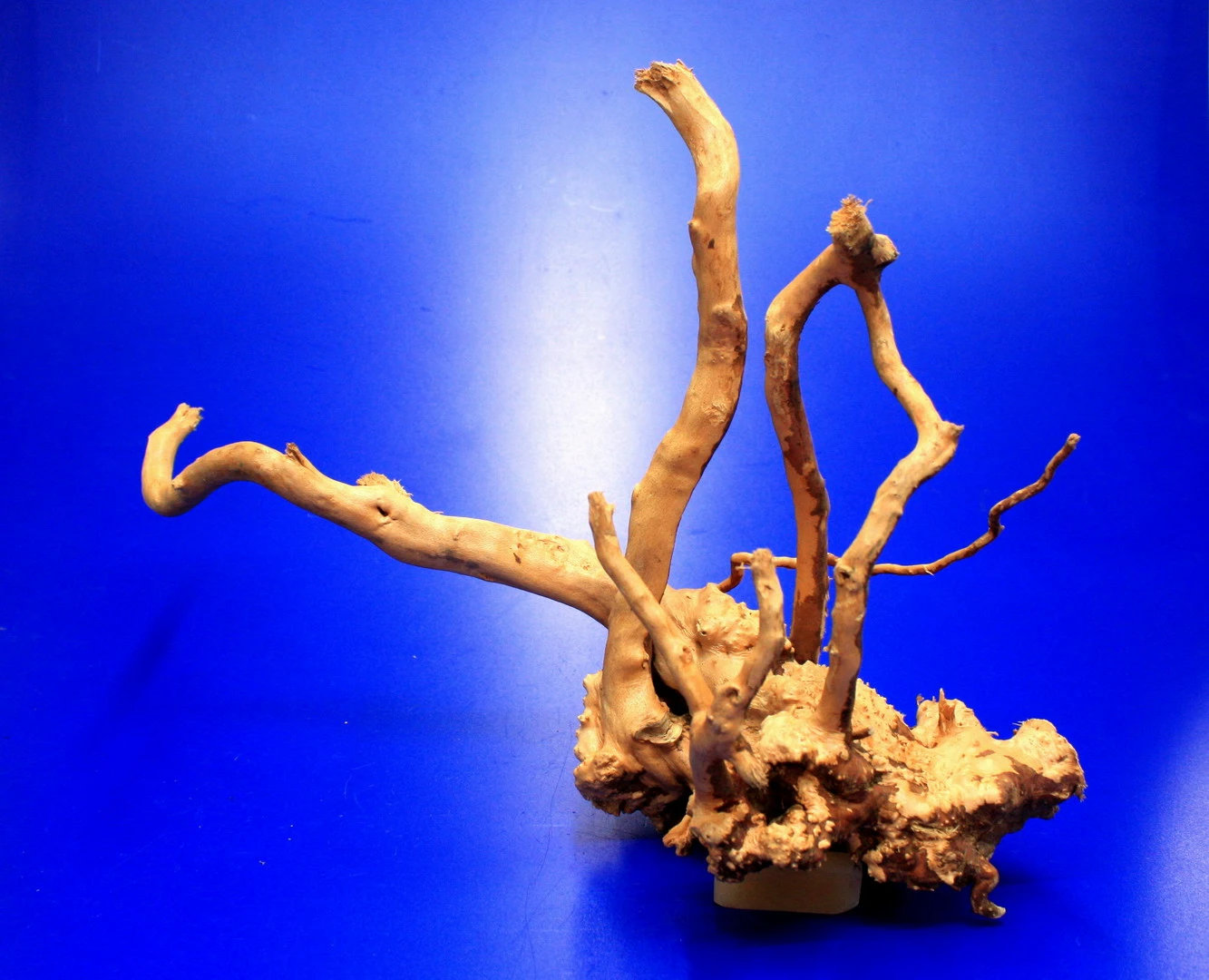 Moorwurzel/Moorkienholz, Gr. M Traumwurzel 30-40cm 5 Moorwurzel/Moorkienholz, Gr. M Traumwurzel 30-40cm – Bild 3