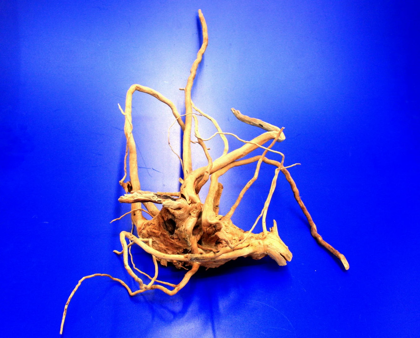 Moorwurzel/Moorkienholz, Gr. M Traumwurzel 30-40cm 6 Moorwurzel/Moorkienholz, Gr. M Traumwurzel 30-40cm – Bild 4