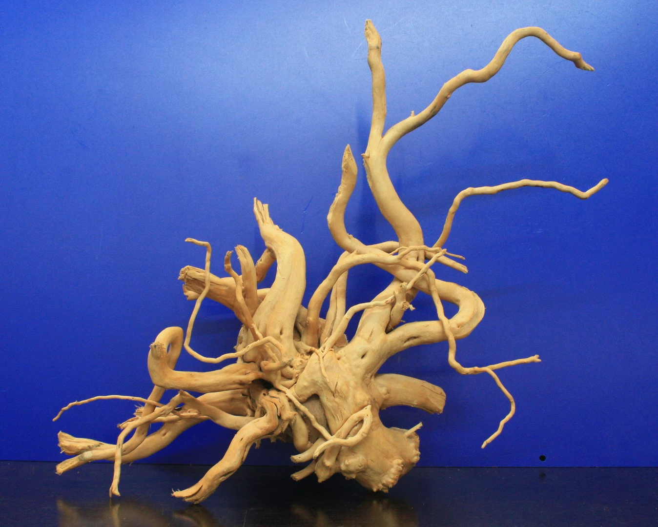Moorwurzel/Moorkienholz, Gr. L Traumwurzel 40-50cm 4 Moorwurzel/Moorkienholz, Gr. L Traumwurzel 40-50cm – Bild 2