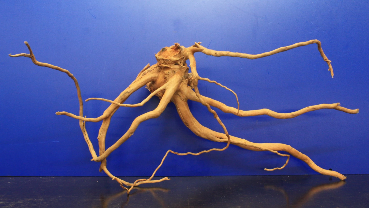 Moorwurzel/Moorkienholz, Gr. L Traumwurzel 40-50cm 5 Moorwurzel/Moorkienholz, Gr. L Traumwurzel 40-50cm – Bild 3