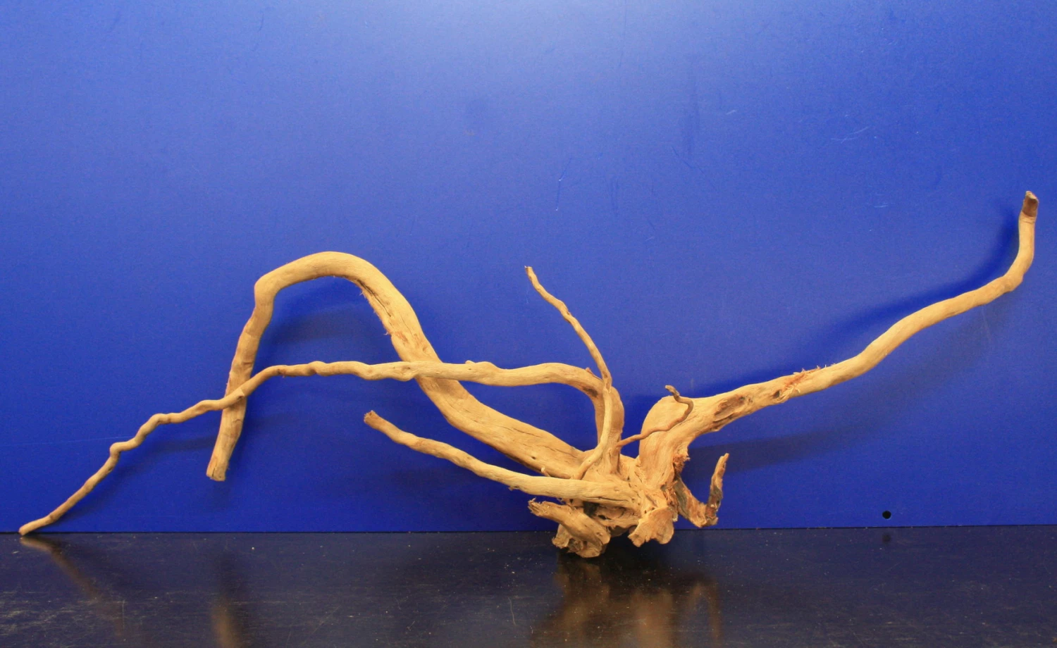 Moorwurzel/Moorkienholz, Gr. XL Traumwurzel 50-60cm 7 Moorwurzel/Moorkienholz, Gr. XL Traumwurzel 50-60cm – Bild 5
