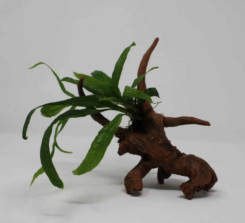 Javafarn-Driftwood / Treibholz Mit Microsorum Pteropus 3 Javafarn-Driftwood / Treibholz Mit Microsorum Pteropus