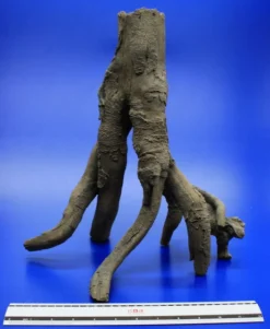 Hobby Detaillierte Stelz-Wurzel Nr. 2, 390x370x280mm Aus Dunklem Kunststoff 9 Hobby Detaillierte Stelz-Wurzel Nr. 2, 390x370x280mm Aus Dunklem Kunststoff -Hobby || DENNERLE || Flamingo Verkäufe 41476Ho 1 4