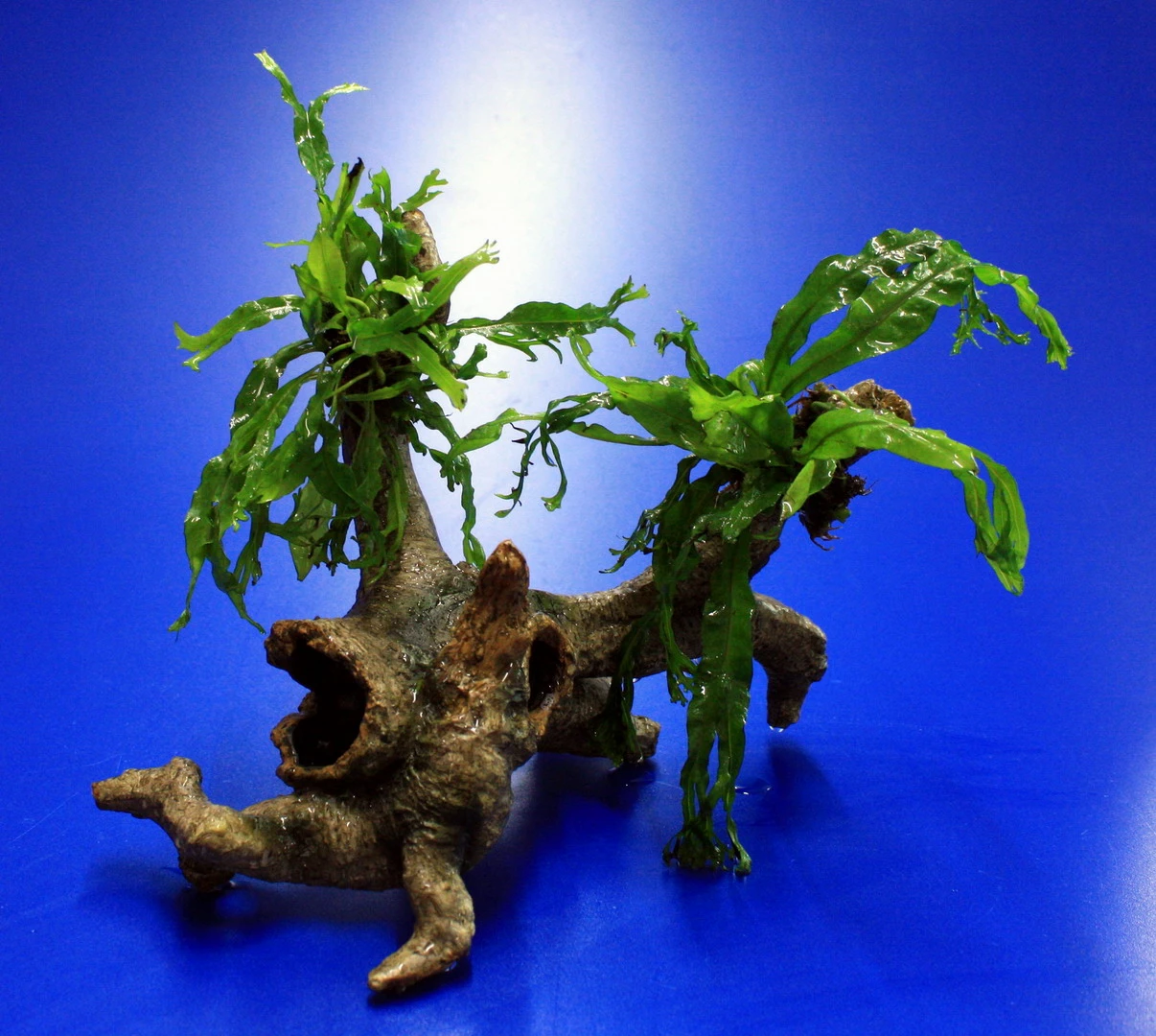 Windelov Javafarn-Urwaldbaum Mit Höhle/ Regenwaldbaum Mit Microsorum Windelov 3 Windelov Javafarn-Urwaldbaum Mit Höhle/ Regenwaldbaum Mit Microsorum Windelov