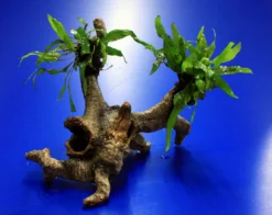 Mini Javafarn-Urwaldbaum Mit Höhle/ Regenwaldbaum Mit Microsorum Short Narrow Leaf