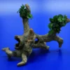 Bonsai Speerblatt-Urwaldbaum Mit Höhle / Regenwaldbaum Mit Anubias 'Petite' - 'Bonsai' 1 Bonsai Speerblatt-Urwaldbaum Mit Höhle / Regenwaldbaum Mit Anubias 'Petite' - 'Bonsai' -Hobby || DENNERLE || Flamingo Verkäufe 41550 4wf 1 2