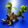 Goldenes Speerblatt-Urwaldbaum Mit Höhle / Regenwaldbaum Mit Anubia Nana GOLD 2 Goldenes Speerblatt-Urwaldbaum Mit Höhle / Regenwaldbaum Mit Anubia Nana GOLD -Hobby || DENNERLE || Flamingo Verkäufe 41550 5wf 1 2