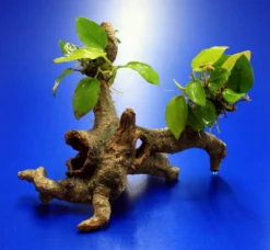 Goldenes Speerblatt-Urwaldbaum Mit Höhle / Regenwaldbaum Mit Anubia Nana GOLD