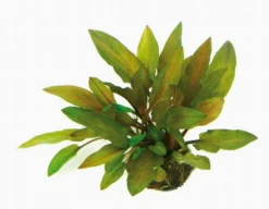Bronzeblättriger Wasserkelch / Cryptocoryne Spec. Legroi