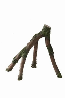 Aqua Della Mangrove Wood M