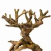 Aqua Della Bonsai Brown - Drachenbaum 2 Aqua Della Bonsai Brown - Drachenbaum -Hobby || DENNERLE || Flamingo Verkäufe 423523Ep 1