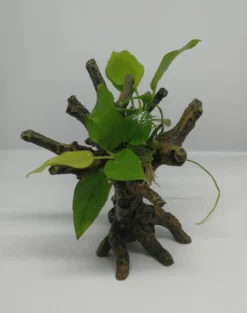 Goldenes Speerblatt-Bäumchen Mit Baumkrone / Urwaldbaum KLEIN Mit Anubia Nana GOLD-BLATT 5 Goldenes Speerblatt-Bäumchen Mit Baumkrone / Urwaldbaum KLEIN Mit Anubia Nana GOLD-BLATT -Hobby || DENNERLE || Flamingo Verkäufe 426746 1wf 1 2