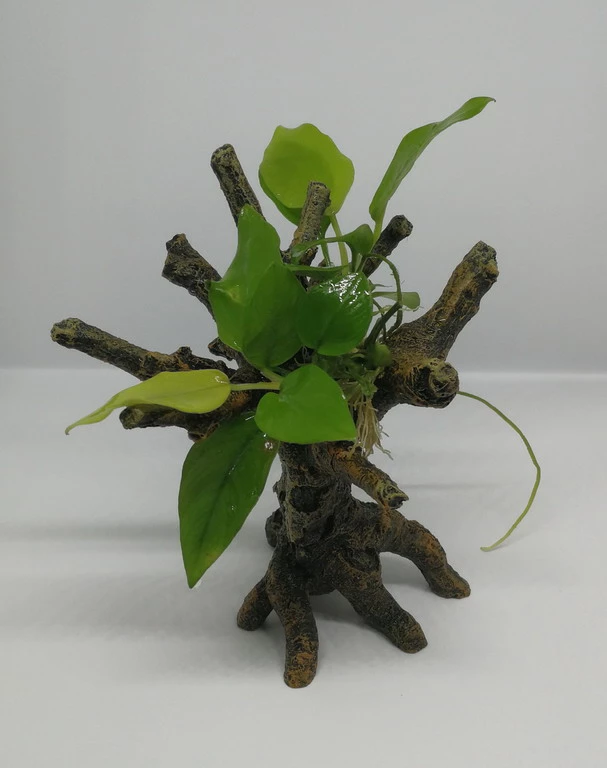 Goldenes Speerblatt-Bäumchen Mit Baumkrone / Urwaldbaum KLEIN Mit Anubia Nana GOLD-BLATT 4 Goldenes Speerblatt-Bäumchen Mit Baumkrone / Urwaldbaum KLEIN Mit Anubia Nana GOLD-BLATT – Bild 2