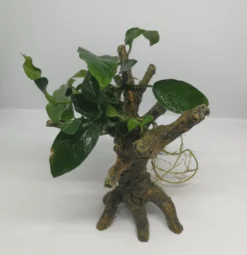 Speerblatt-Bäumchen Mit Baumkrone / Urwaldbaum KLEIN Mit Anubia Nana