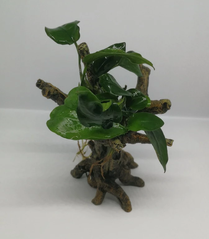 Speerblatt-Bäumchen Mit Baumkrone / Urwaldbaum KLEIN Mit Anubia Nana 4 Speerblatt-Bäumchen Mit Baumkrone / Urwaldbaum KLEIN Mit Anubia Nana – Bild 2