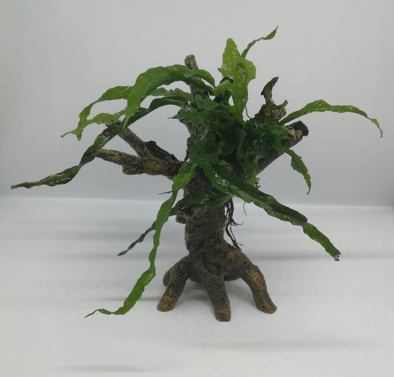 Nano Javafarn-Bäumchen Mit Baumkrone / Urwaldbaum KLEIN Mit Micr. Short Narrow Leaf 3 Nano Javafarn-Bäumchen Mit Baumkrone / Urwaldbaum KLEIN Mit Micr. Short Narrow Leaf