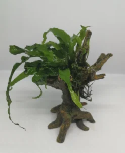 Nano Javafarn-Bäumchen Mit Baumkrone / Urwaldbaum KLEIN Mit Micr. Short Narrow Leaf 5 Nano Javafarn-Bäumchen Mit Baumkrone / Urwaldbaum KLEIN Mit Micr. Short Narrow Leaf -Hobby || DENNERLE || Flamingo Verkäufe 426746 3wf 1 2