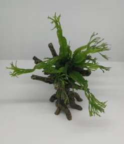 Windelov Javafarn-Bäumchen Mit Baumkrone / Urwaldbaum KLEIN Mit Micr. Windelov 5 Windelov Javafarn-Bäumchen Mit Baumkrone / Urwaldbaum KLEIN Mit Micr. Windelov -Hobby || DENNERLE || Flamingo Verkäufe 426746 4wf 1 2