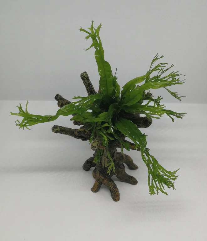 Windelov Javafarn-Bäumchen Mit Baumkrone / Urwaldbaum KLEIN Mit Micr. Windelov 4 Windelov Javafarn-Bäumchen Mit Baumkrone / Urwaldbaum KLEIN Mit Micr. Windelov – Bild 2