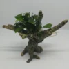 Pangolino Speerblatt-Bäumchen Mit Baumkrone / Urwaldbaum NANO Mit Anubias Pangolino 2 Pangolino Speerblatt-Bäumchen Mit Baumkrone / Urwaldbaum NANO Mit Anubias Pangolino -Hobby || DENNERLE || Flamingo Verkäufe 426753 1wf 1 1