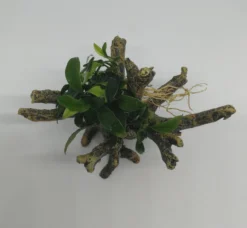 Pangolino Speerblatt-Bäumchen Mit Baumkrone / Urwaldbaum NANO Mit Anubias Pangolino 5 Pangolino Speerblatt-Bäumchen Mit Baumkrone / Urwaldbaum NANO Mit Anubias Pangolino -Hobby || DENNERLE || Flamingo Verkäufe 426753 1wf 1 2