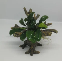 Bucephalandra -Bäumchen Mit Baumkrone / Urwaldbaum NANO Mit Bucephalandra