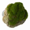 Moss Stone - S - Ca. 12 X 9,5 X 10,5 Cm - Mit Saugnapf 1 Moss Stone - S - Ca. 12 X 9,5 X 10,5 Cm - Mit Saugnapf -Hobby || DENNERLE || Flamingo Verkäufe 430156Ep 1