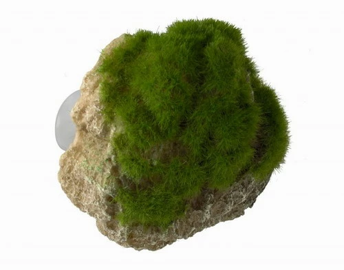Moss Stone - S - Ca. 12 X 9,5 X 10,5 Cm - Mit Saugnapf 3 Moss Stone - S - Ca. 12 X 9,5 X 10,5 Cm - Mit Saugnapf