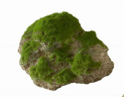 Moss Stone - M - Ca. 16 X 11 X 11 Cm - Mit Saugnapf 3 Moss Stone - M - Ca. 16 X 11 X 11 Cm - Mit Saugnapf