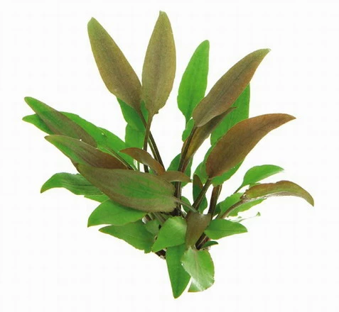 Gelber Wasserkelch / Cryptocoryne Walkeri "lutea" 3 Gelber Wasserkelch / Cryptocoryne Walkeri "lutea"