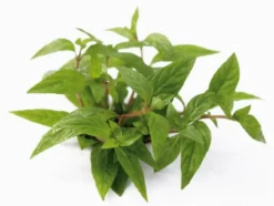 XL In-Vitro Staurogyne Spec. 'Porto Velho'