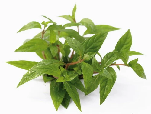 XL In-Vitro Staurogyne Spec. 'Porto Velho' 3 XL In-Vitro Staurogyne Spec. 'Porto Velho'