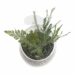 Pflanzenschale Aus Kristallklarem Glas 8 Pflanzenschale Aus Kristallklarem Glas -Hobby || DENNERLE || Flamingo Verkäufe 467961Ep 1 3