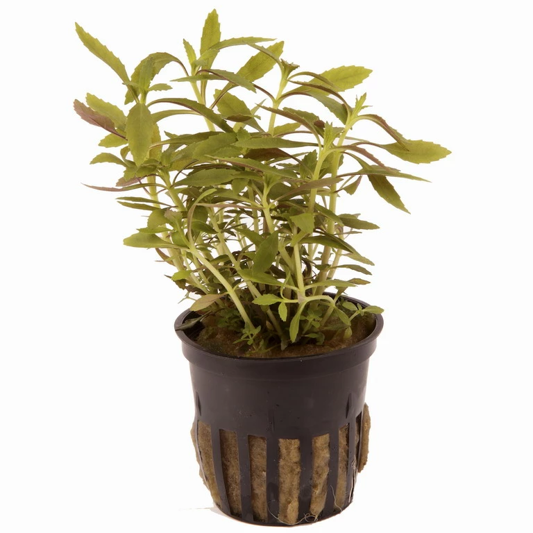 Tannenwedelähnlicher Sumpffreund / Limnophila Hippuridoides 4 Tannenwedelähnlicher Sumpffreund / Limnophila Hippuridoides – Bild 2