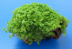 Lavastein Mit KUBA Zwerg-Perlenkraut / Hemianthus Callitrichoides Cuba, Hcc -Hobby || DENNERLE || Flamingo Verkäufe 48bYLS T 1 6