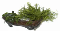 XL-Wurzel + 2 Saugnäpfe Mit Javafarn Windelov Und Anubias Nana