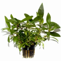 Großer Rosetten-Wasserfreund / Hygrophila Corymbosa Angustifolia Im Topf