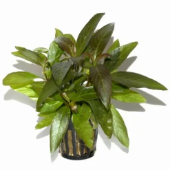 Thailändischer Wasserfreund / Hygrophila Corymbosa 'Siamensis' Im Topf