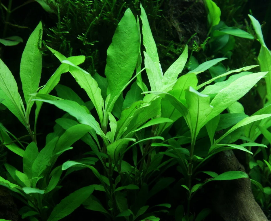 Schmalblättriger Wasserfreund / Hygrophila Corymbosa 'Siamensis 53B' Im Topf 3 Schmalblättriger Wasserfreund / Hygrophila Corymbosa 'Siamensis 53B' Im Topf