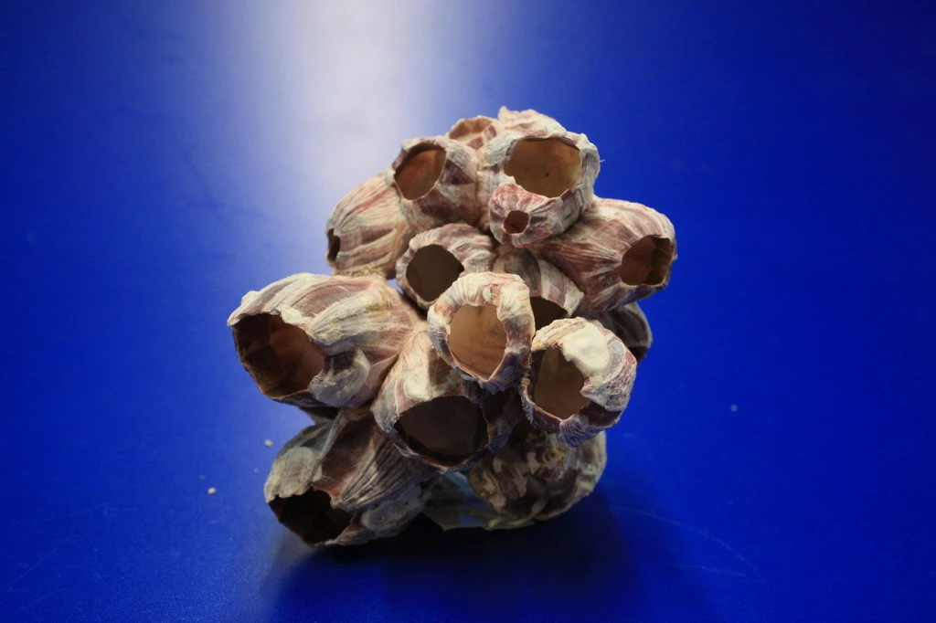 Muschel Barnacle - Seepocke - Jede Muschel Ist Ein Unikat 3 Muschel Barnacle - Seepocke - Jede Muschel Ist Ein Unikat