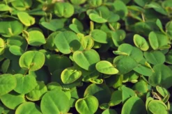 Schwimmende Wolfsmilch / Phyllanthus Fluitans