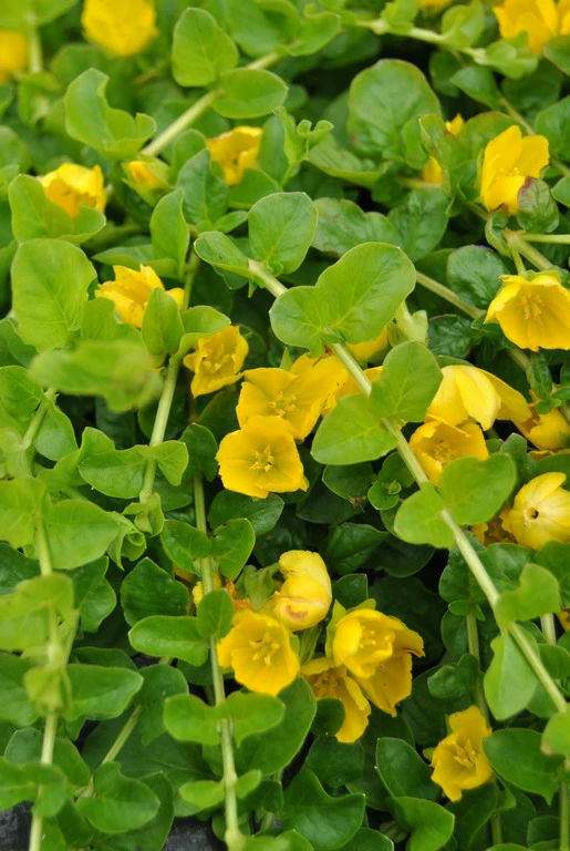 Pfennig-Gilbweiderich - Münzkraut / Lysimachia Nummularia Im 9x9 Cm Topf 3 Pfennig-Gilbweiderich - Münzkraut / Lysimachia Nummularia Im 9x9 Cm Topf