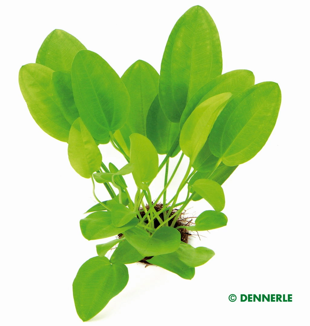 Dennerle Mini - Fröschlöffel / Echinodorus Cordifolius MINI 3 Dennerle Mini - Fröschlöffel / Echinodorus Cordifolius MINI