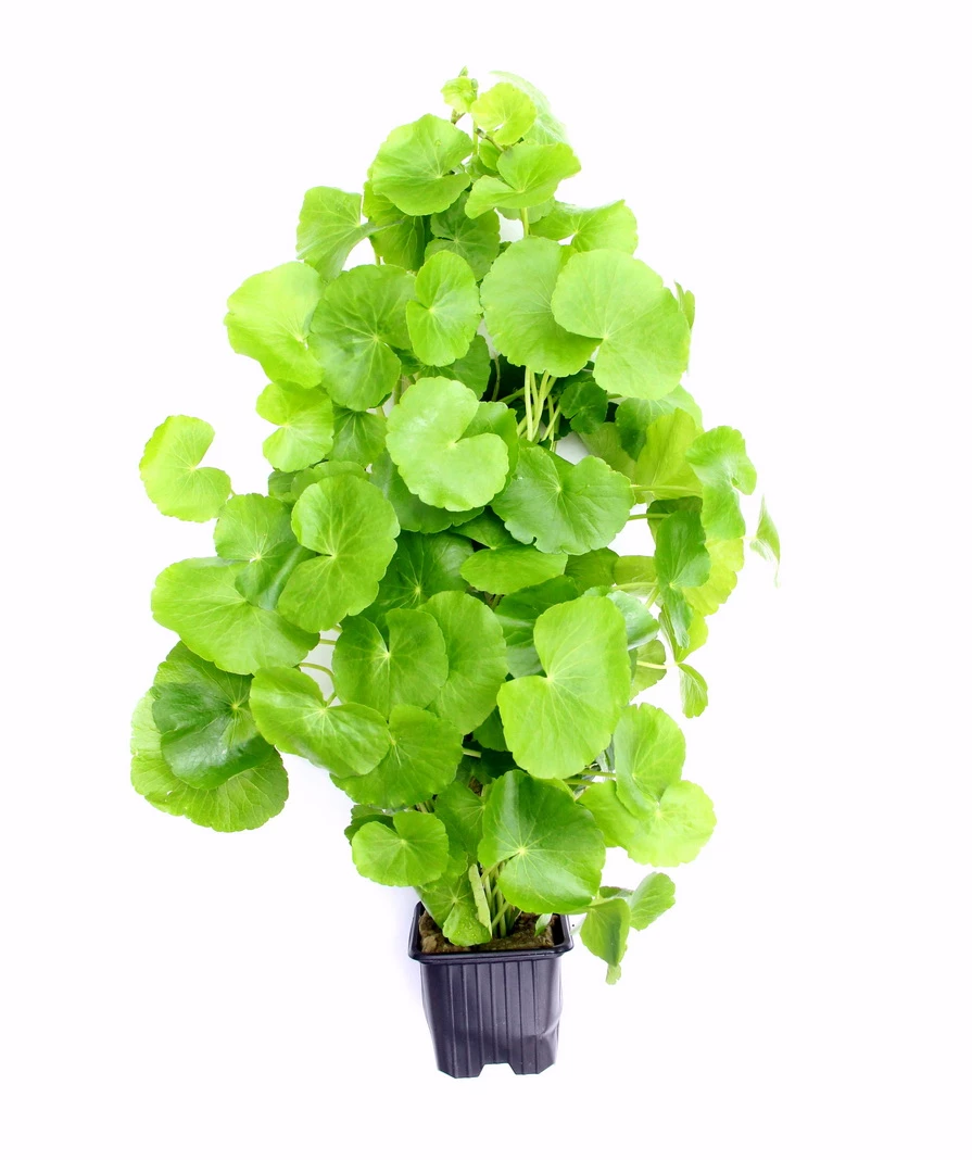 MUTTERPFLANZE Brasilianischer Wassernabel / Hydrocotyle Leucocephala 3 MUTTERPFLANZE Brasilianischer Wassernabel / Hydrocotyle Leucocephala