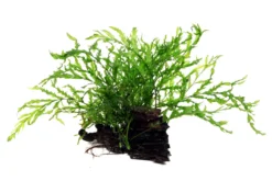 Kongo Wasserfarn Auf Wurzel / Bolbitis Heudelotii Auf Einer Wurzel