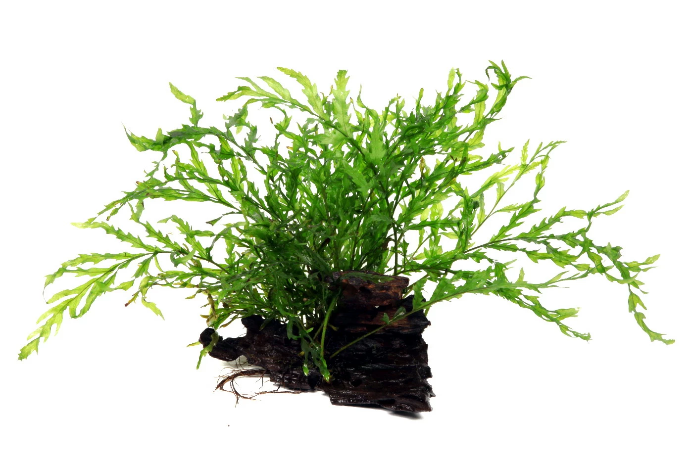 Kongo Wasserfarn Auf Wurzel / Bolbitis Heudelotii Auf Einer Wurzel 3 Kongo Wasserfarn Auf Wurzel / Bolbitis Heudelotii Auf Einer Wurzel